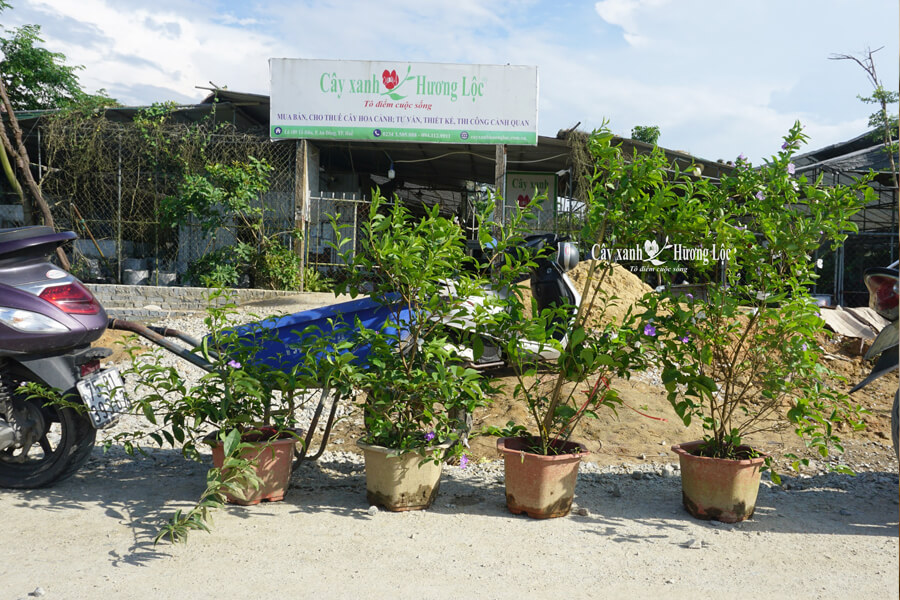 Cửa hàng cây cảnh tại Huế